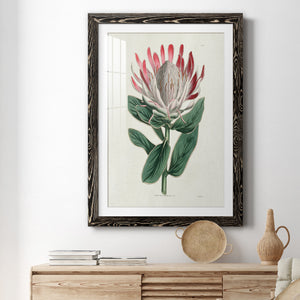 Protea N13 - Barnwood Framed Art Print