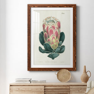 Protea N83 - Barnwood Framed Art Print