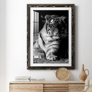 Tiger Repose - Barnwood Framed Art Print