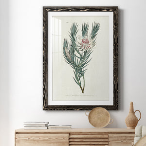 Protea N33 - Barnwood Framed Art Print