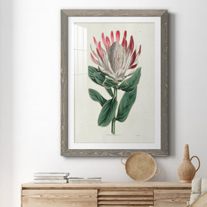 Protea N13 - Barnwood Framed Art Print