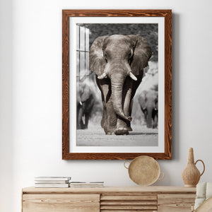 Botswana Patriarch - Barnwood Framed Art Print