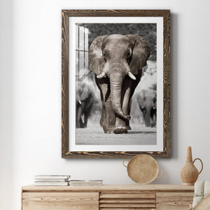 Botswana Patriarch - Barnwood Framed Art Print