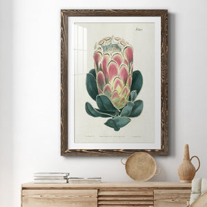 Protea N83 - Barnwood Framed Art Print