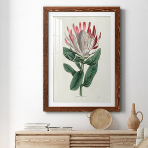 Protea N13 - Barnwood Framed Art Print
