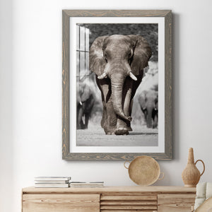 Botswana Patriarch - Barnwood Framed Art Print