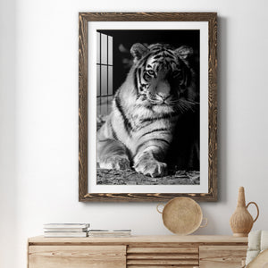 Tiger Repose - Barnwood Framed Art Print