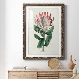 Protea N13 - Barnwood Framed Art Print