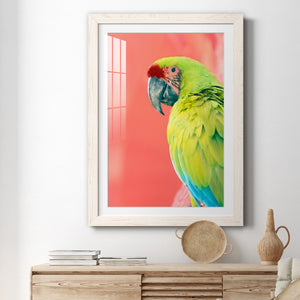 Green Macaw - Barnwood
