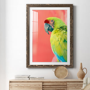 Green Macaw - Barnwood