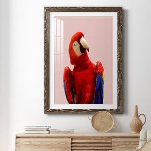 Honduras Wildlife - Barnwood