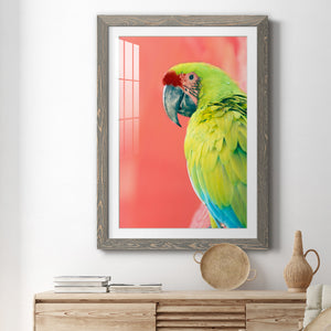 Green Macaw - Barnwood