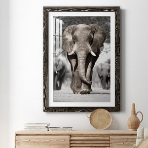 Botswana Patriarch - Barnwood Framed Art Print