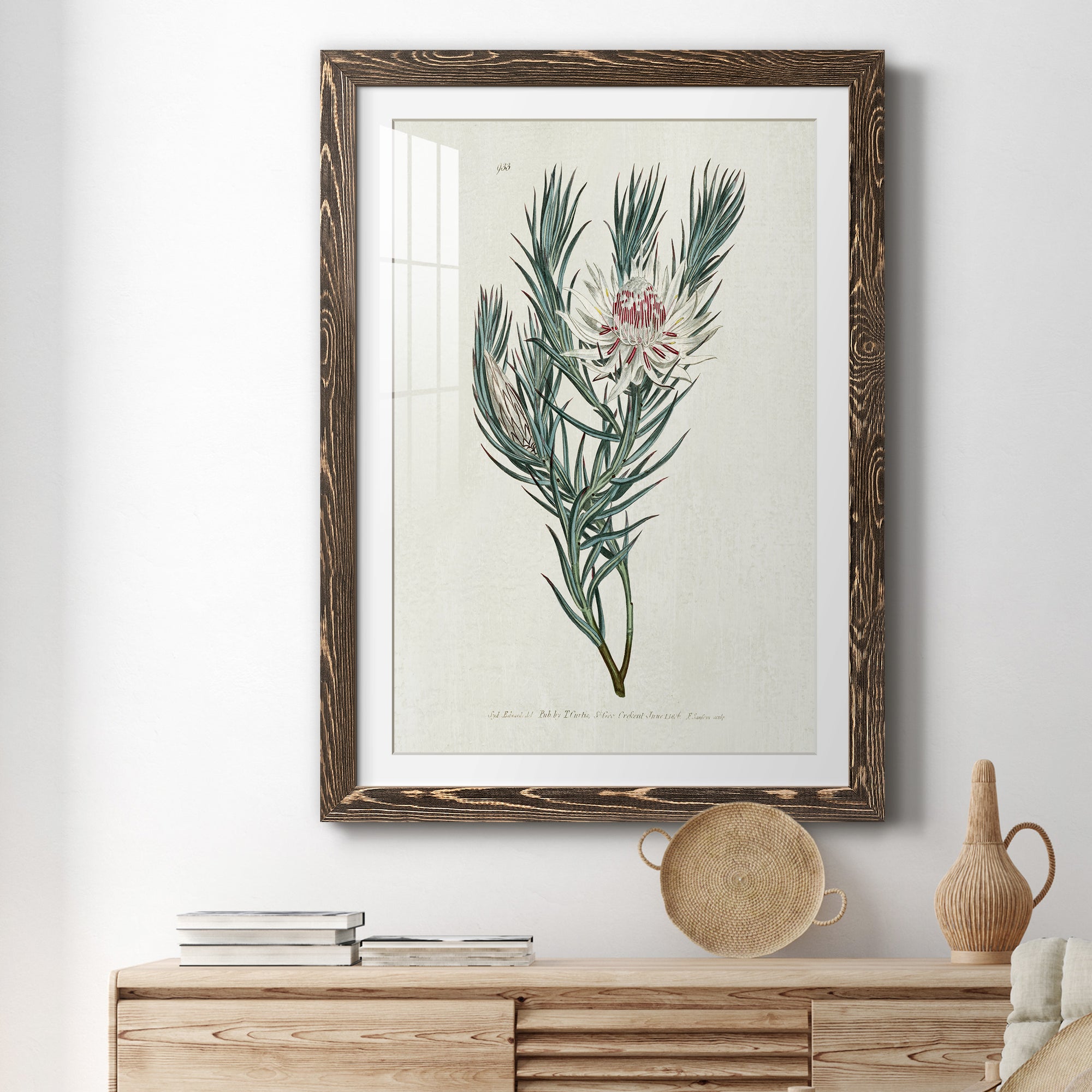 Protea N33 - Barnwood Framed Art Print