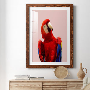 Honduras Wildlife - Barnwood