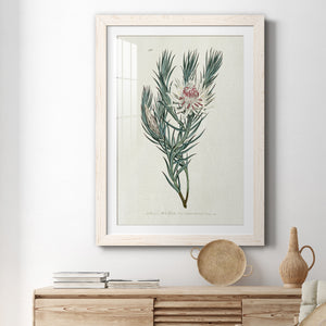 Protea N33 - Barnwood Framed Art Print