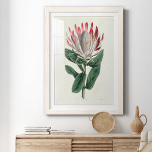 Protea N13 - Barnwood Framed Art Print
