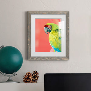 Green Macaw - Barnwood