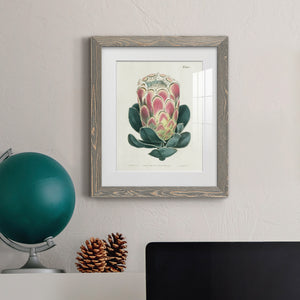 Protea N83 - Barnwood Framed Art Print