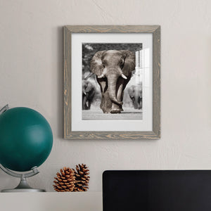 Botswana Patriarch - Barnwood Framed Art Print