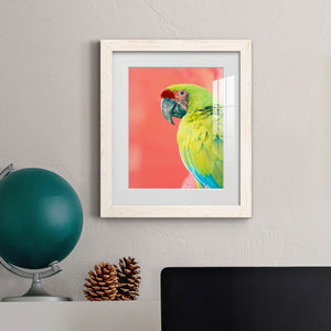Green Macaw - Barnwood