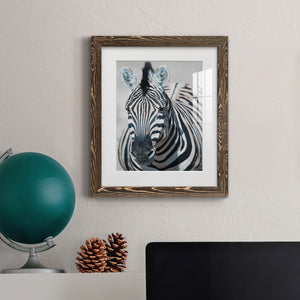 Namibia Zebra - Premium Framed Print - Distressed Barnwood Frame - Ready to Hang