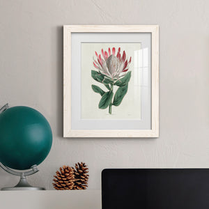 Protea N13 - Barnwood Framed Art Print