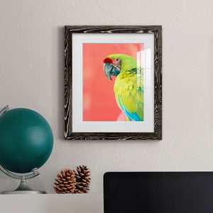 Green Macaw - Barnwood