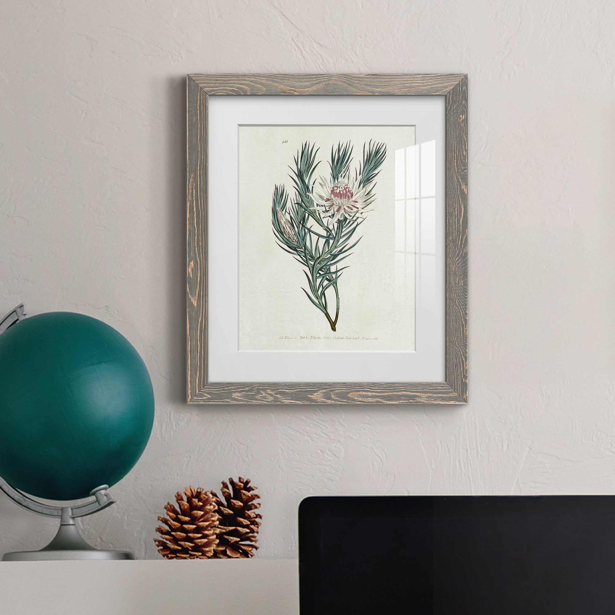Protea N33 - Barnwood Framed Art Print