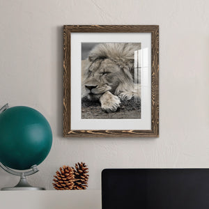 Sleepy Afternoon in Masai Mara - Barnwood Framed Art Print