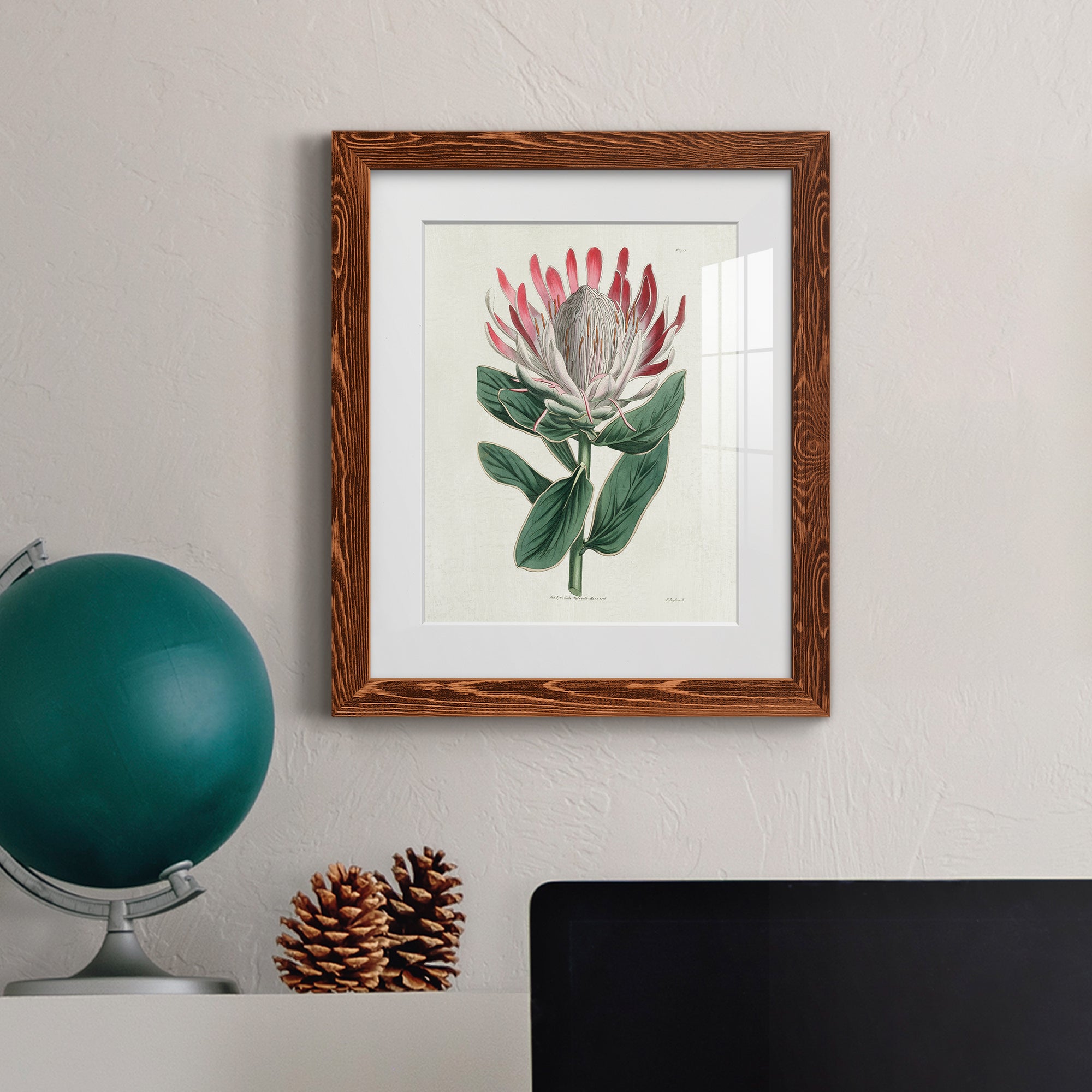 Protea N13 - Barnwood Framed Art Print