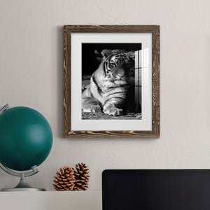 Tiger Repose - Barnwood Framed Art Print