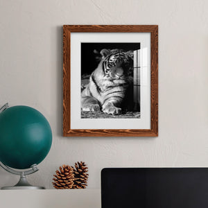 Tiger Repose - Barnwood Framed Art Print