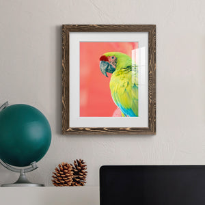Green Macaw - Barnwood