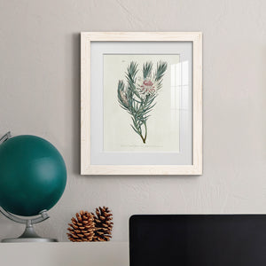 Protea N33 - Barnwood Framed Art Print