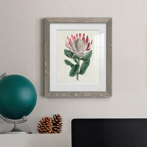 Protea N13 - Barnwood Framed Art Print