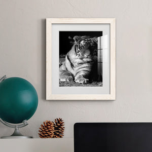 Tiger Repose - Barnwood Framed Art Print