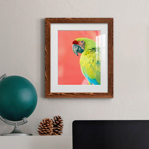 Green Macaw - Barnwood