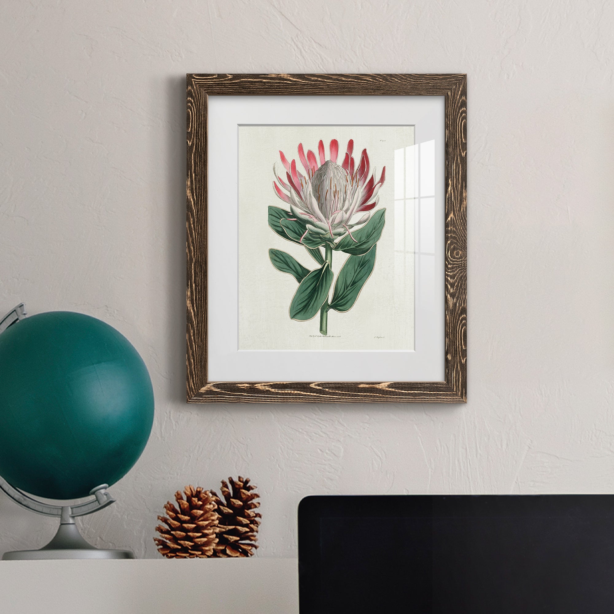 Protea N13 - Barnwood Framed Art Print