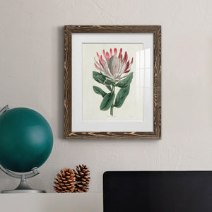 Protea N13 - Barnwood Framed Art Print