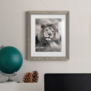 Pride of the Pride - Barnwood Framed Art Print