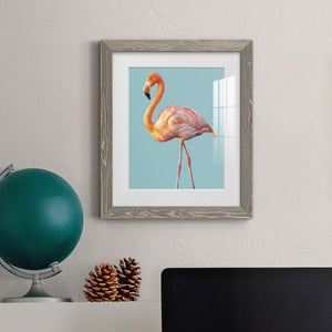 Flamingo - Barnwood