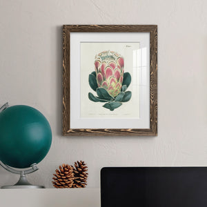 Protea N83 - Barnwood Framed Art Print