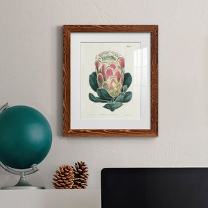 Protea N83 - Barnwood Framed Art Print