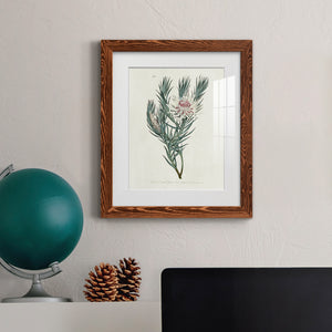 Protea N33 - Barnwood Framed Art Print