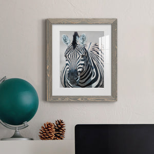 Namibia Zebra - Premium Framed Print - Distressed Barnwood Frame - Ready to Hang