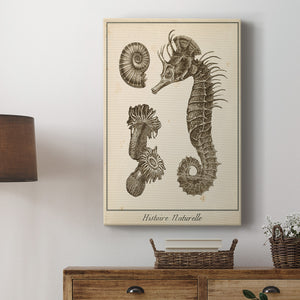 Seahorse Study II - Canvas Art Print