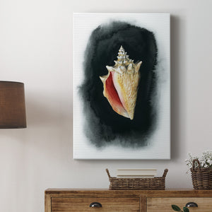 Conch on Black I - Canvas Art Print
