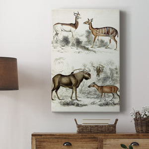Journal of Natural History VI - Canvas Art Print
