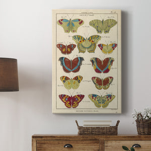 Histoire Naturelle Butterflies V - Canvas Art Print
